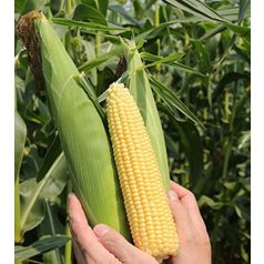 Ketama F1 (HMX 821 F1(VIL) )