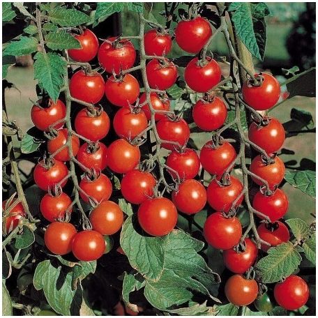 Cherrystar F1 GSPP