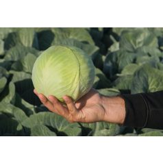 Kaluga F1  preciziós mag