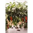 Rioverde F1 (Jalapeno)