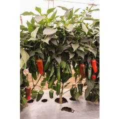 Rioverde F1 (Jalapeno)