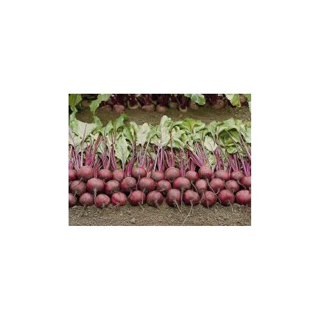 Bikores  precíziós mag