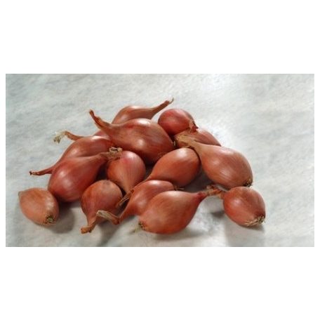 Innovator  F1  preciziós mag