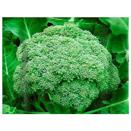 Belstar F1 preciziós mag