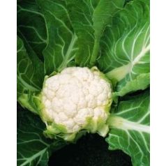 Skywalker F1 preciziós mag