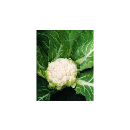 Skywalker F1 preciziós mag