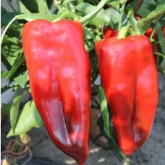 Paprika Kápia
