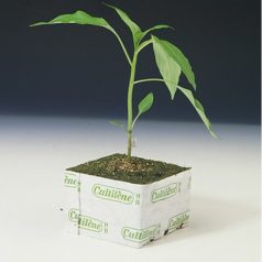 Alanyok Paprika