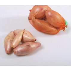 Hagyma   Salottahagyma