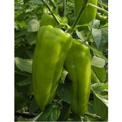 Paprika TV  halványzöld édes