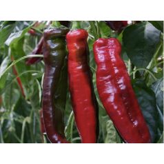 Paprika Dulce Italiano