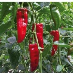 Paprika Különlegesség
