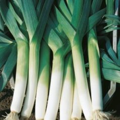 Megaton F1   előcsíráztatott pillírozott mag