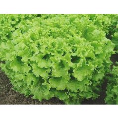 Bateille pillírozott mag