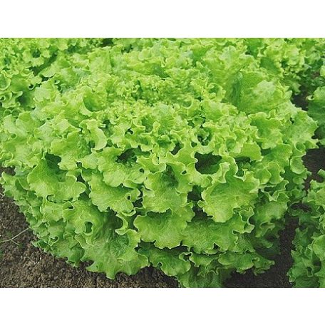 Batsun  pillírozott mag