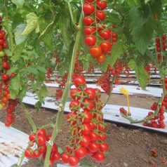 SASSOLYNO F1 (UG 258-14 F1)