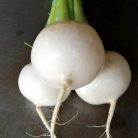 TOKYO SILKYSWEET F1  preciziós mag