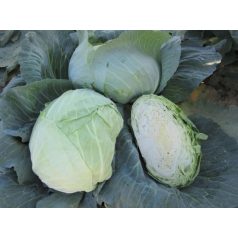 GREEN RICH F1 preciziós mag 