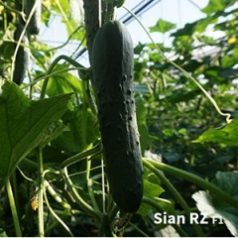 Kyogan RZ F1 preciziós mag