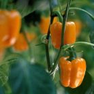 Arancia RZ F1 preciziós mag