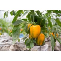 Ilanga RZ F1 preciziós mag