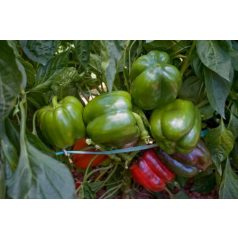 Sondela RZ F1 preciziós mag