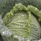 Madlene RZ   F1  preciziós mag