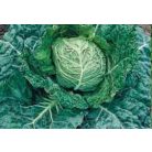 Salima RZ  F1  preciziós mag