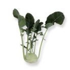 Cavado RZ F1  preciziós mag