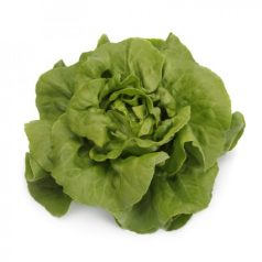 Transpero RZ  pillírozott mag