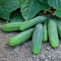 Harmonie RZ F1 precizíós mag