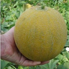 Jucar RZ F1  preciziós mag