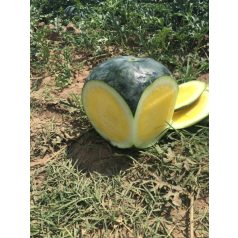 Tropical Sunshine RZ  F1  preciziós mag