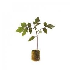 Emperador RZ  F1  pillírozott mag