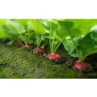 Syon  RZ F1 precíziós mag