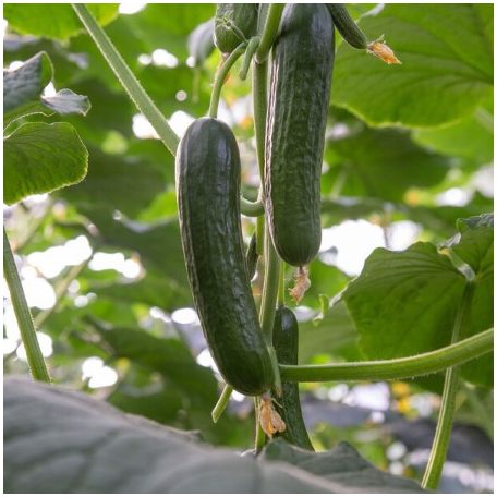 Bonvell RZ F1 (mini kígyó) precizíós mag