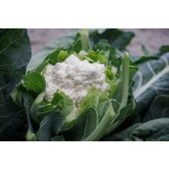 Whitaker RZ F1  precizós mag