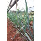 Matisse RZ  F1 precíziós mag