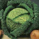 Mila F1     preciziós mag