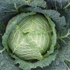 Miletta F1       preciziós mag