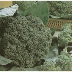 Montop F1  precíziós mag