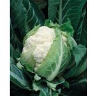 Bruce F1   precíziós mag