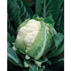 Bruce F1   precíziós mag