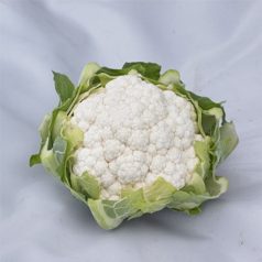 Kamino F1 (SGC 2839)   precíziós mag