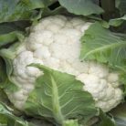 Amerigo F1   precíziós mag