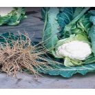 Clapton F1   precíziós mag