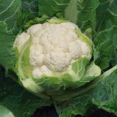 David F1   precíziós mag