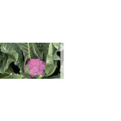 Depurple F1   precíziós mag