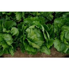 Ice Music  pillírozott mag