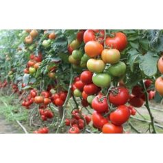 Boderine F1  precíziós mag